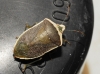 Nezara viridula