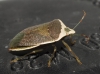 Nezara viridula