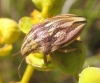 Odontotarsus purpureolineatus