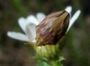 Odontotarsus purpureolineatus