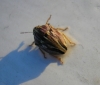 Odontotarsus purpureolineatus