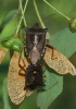 Pentatoma rufipes