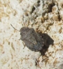 Sciocoris sp.