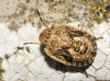 Sciocoris sp.