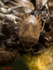 Sciocoris sp.
