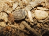 aff. Irochrotus maculiventris