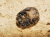 aff. Irochrotus maculiventris