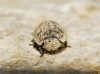 aff. Irochrotus maculiventris