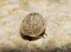 aff. Irochrotus maculiventris