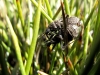 Coranus subapterus Coranus subapterus