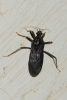 Reduvius personatus