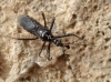 Sphedanolestes lividigaster