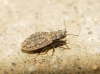 Acalypta irregularis Acalypta irregularis