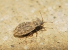 Acalypta irregularis Acalypta irregularis