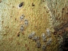 Corythucha ciliata Corythucha ciliata