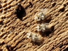 Corythucha ciliata Corythucha ciliata