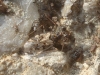 Leptopus marmoratus Leptopus marmoratus