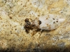 Leptopus marmoratus Leptopus marmoratus