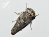 Acericerus vittifrons