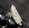 Adarrus