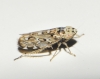 Adarrus sp.