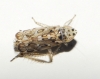 Adarrus sp.