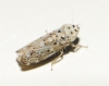 Adarrus sp.