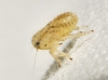 Agalliini