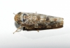 Allygus cf. mixtus