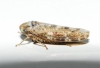 Allygus cf. mixtus Allygus cf. mixtus