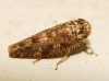 Allygus cf. modestus Allygus cf. modestus