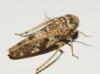 Allygus cf. modestus