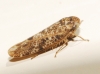 Allygus cf. modestus Allygus cf. modestus