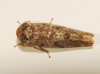 Allygus cf. modestus Allygus cf. modestus