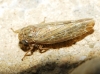 Allygus cf. modestus Allygus cf. modestus