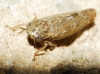 Allygus cf. modestus Allygus cf. modestus