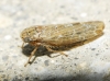 Allygus cf. modestus Allygus cf. modestus