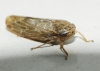 Allygus cf. modestus Allygus cf. modestus