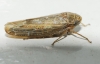 Allygus cf. modestus Allygus cf. modestus