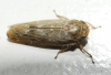 Allygus cf. modestus Allygus cf. modestus
