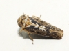 Allygus maculatus
