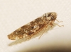 Allygus modestus Allygus modestus