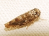 Allygus modestus Allygus modestus