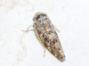 Allygus modestus Allygus modestus