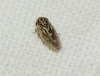 Anaceratagallia ribauti/ venosa Anaceratagallia ribauti/ venosa