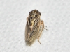 Anaceratagallia ribauti/ venosa