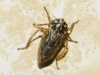 Anaceratagallia sp.