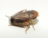 Anoscopus cf. albifrons