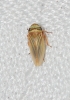 Aphrodes cf. makarovi
