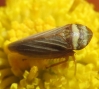 Aphrodes cf. makarovi